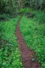 USA, Washington State, Silverdale. Trail through Anderson Landing Preserve. Art Print